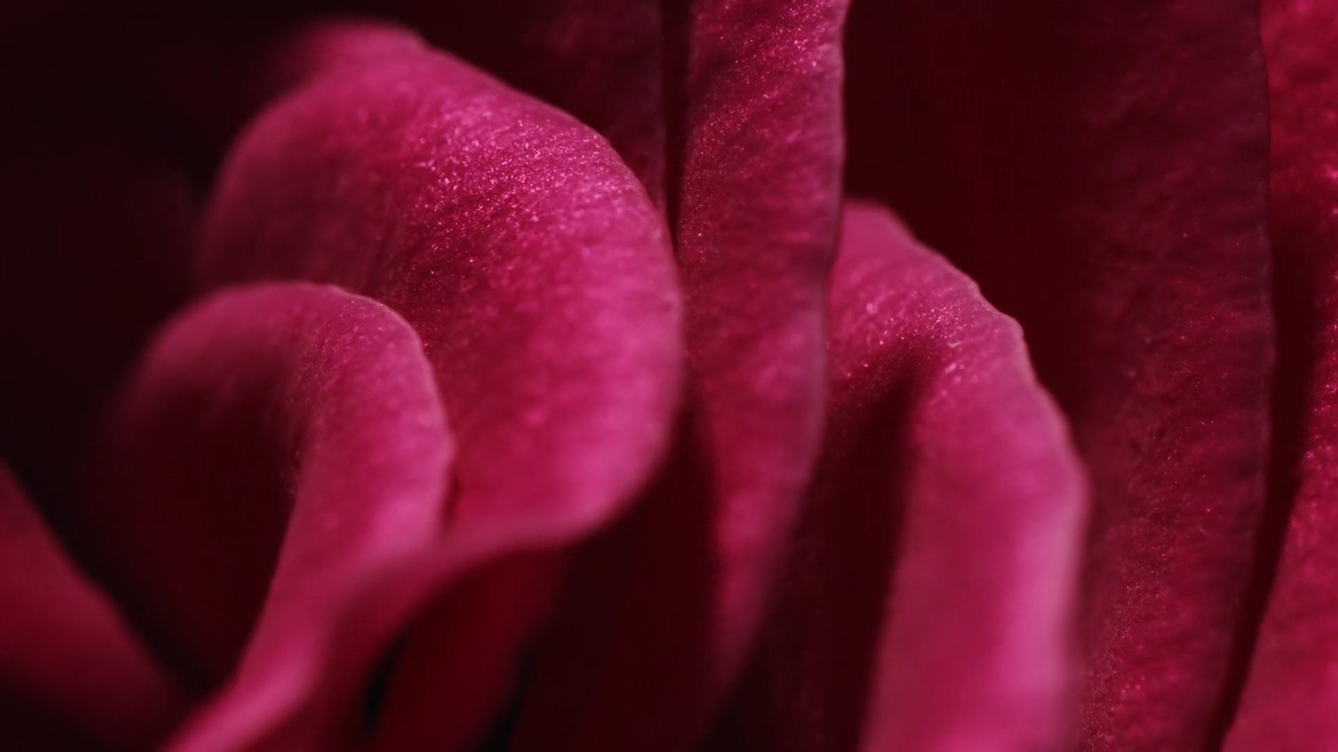 Romance and Glamour, Social Media Campaign directed by Laith Al-Ramahi